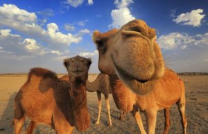 Dromedary Race