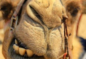 Dromedary Race