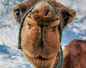 Dromedary Race