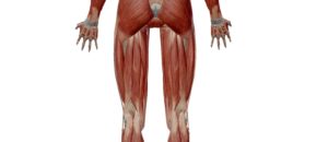 Visión posterior del muslo